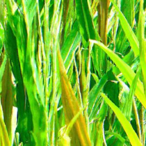 Clique Para Descobrir Plantas Com Aroma Forte