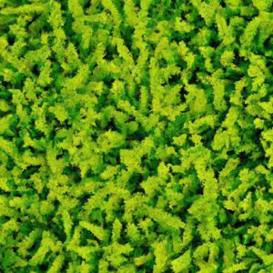 Clique e Veja Plantas Que Amam Ventilação