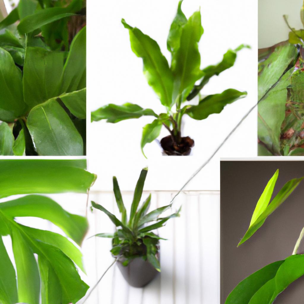 O que são plantas mini e por que são ideais para ambientes compactos