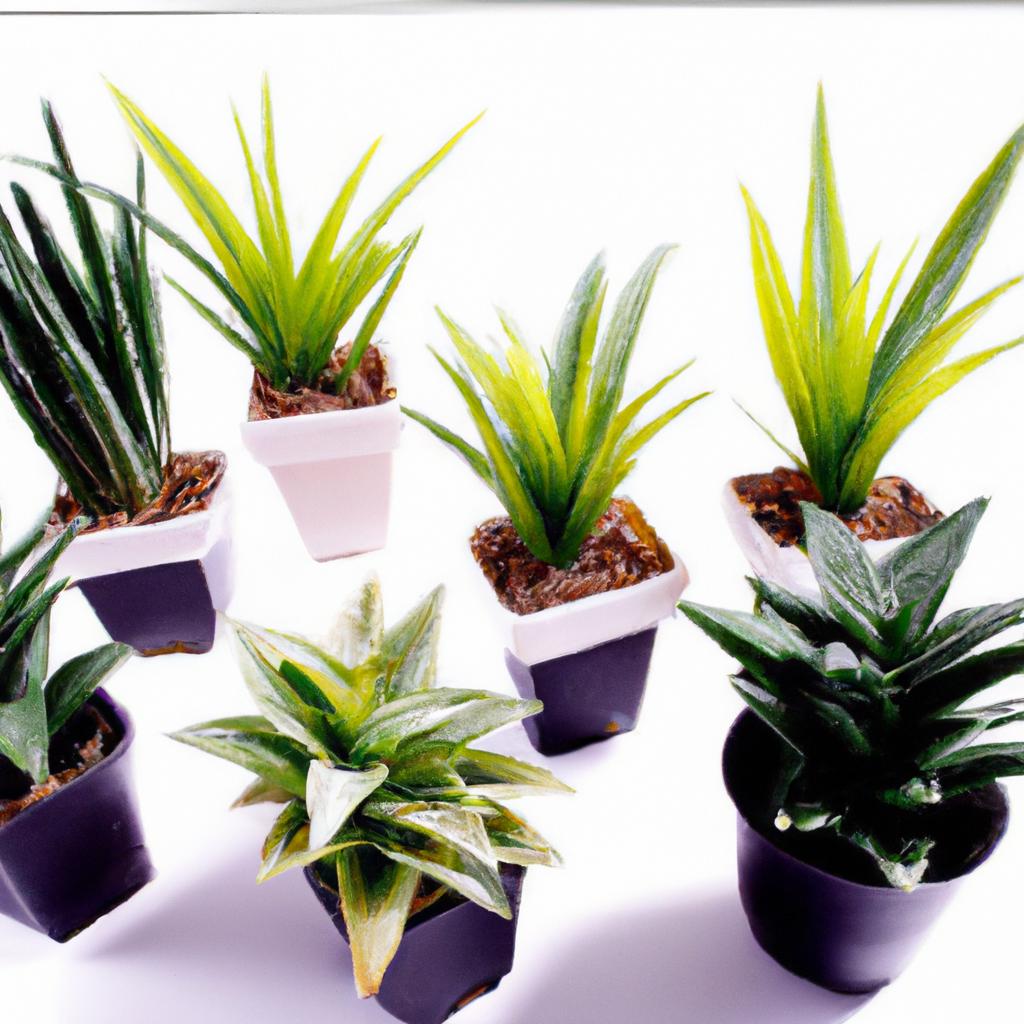 Como escolher o vaso perfeito para suas plantas mini da Clique e Confira