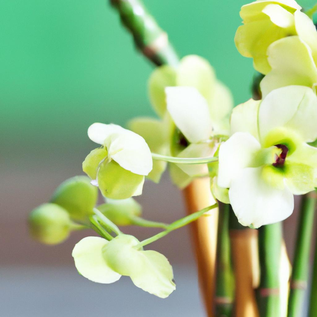 Recomendações para Utilização das Plantas