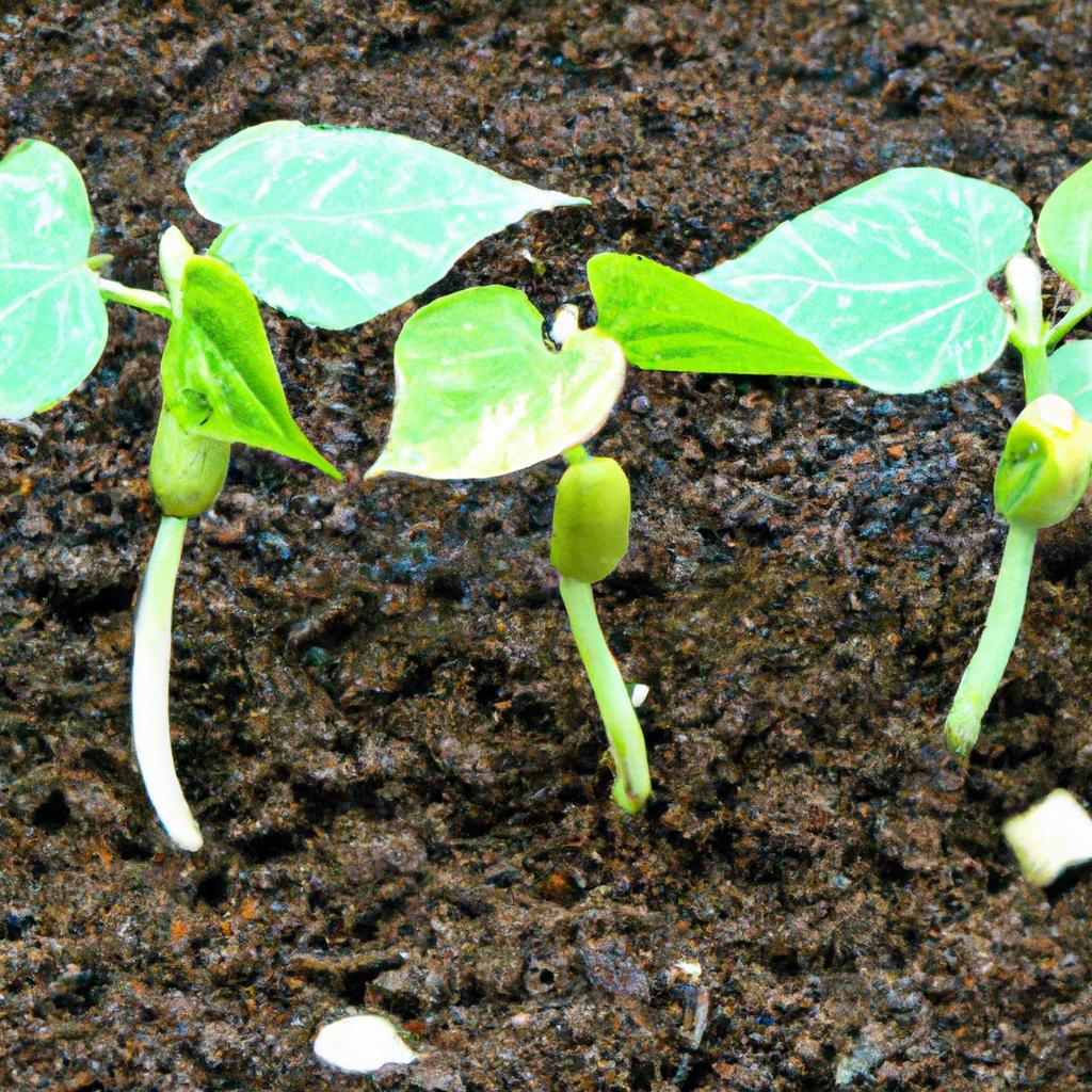 - A Importância do Toque Para Visualizar Plantas de Crescimento Compacto
